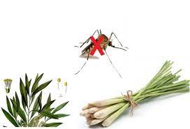 Bật mí cách chống muỗi bằng sả tươi đơn giản hiệu quả