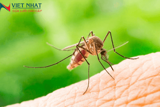 TUỔI THỌ CỦA MUỖI VÀ CÁCH DIỆT LOÀI CÔN TRÙNG NGUY HIỂM NÀY HIỆU QUẢ