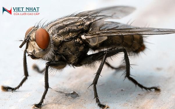 Tuổi thọ của ruồi sống được bao lâu và vòng đời phát triển của nó