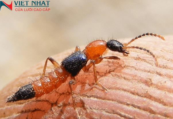 Bị kiến cắn có sao không? Mẹo chữa hết sưng đỏ trong 5 phút