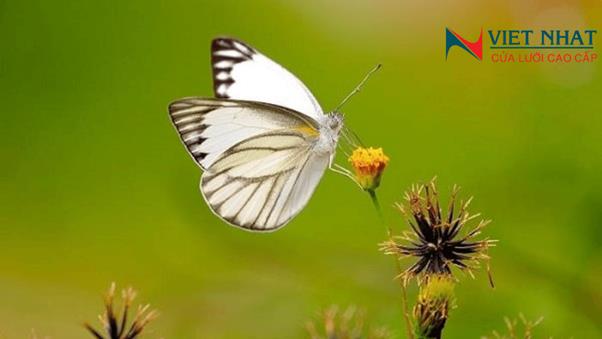 BƯỚM TRẮNG BAY VÀO NHÀ BÁO HIỆU ĐIỀM GÌ? ĐIỂM TỐT HAY ĐIỀM XẤU ?