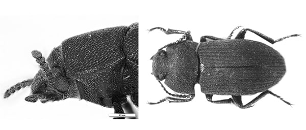 CON ĐẬU ĐEN LÀ CON GÌ? CÁC CÁCH PHÒNG CHỐNG CON ĐẬU ĐEN HIỆU QUẢ 