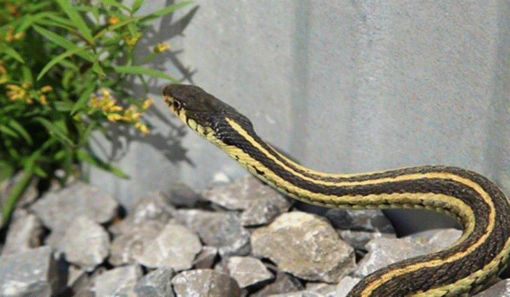 CÁCH ĐUỔI RẮN RẾT RA KHỎI NHÀ NHANH VÀ HIỆU QUẢ NHẤT