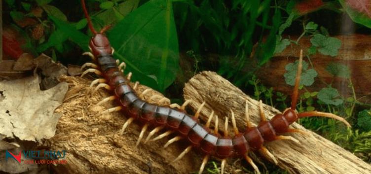 CÁCH PHÒNG TRỪ VÀ ĐUỔI RẾT RA KHỎI NHÀ HIỆU QUẢ BẠN NÊN BIẾT