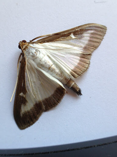 Bướm cánh trắng và nâu