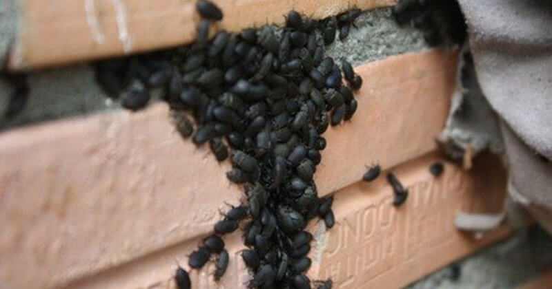 Thuốc trị bọ đậu đen