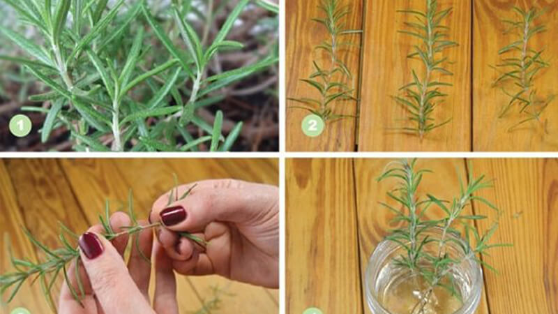 Trồng cây hương thảo