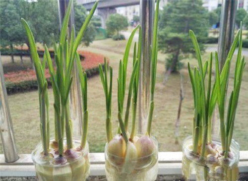 cách dùng tỏi đuổi muỗi