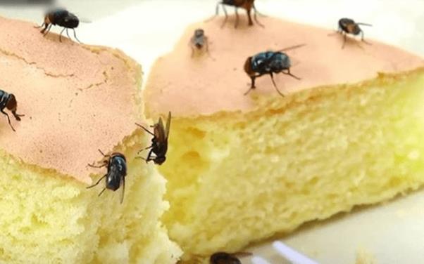 Ruồi đậu thức ăn