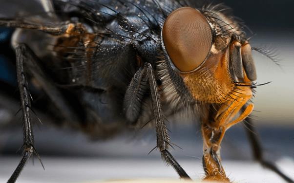 Ruồi trưởng thành