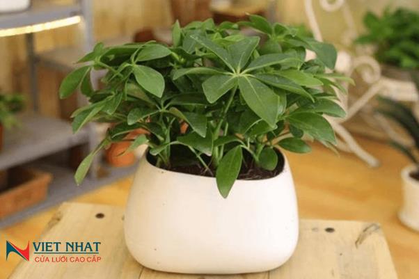 trồng cây đuổi muỗi