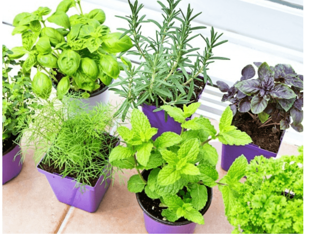 Trồng cây đuổi muỗi