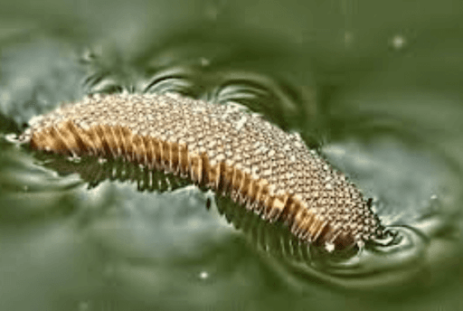 tuổi thọ của muỗi