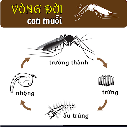 vòng đời của muỗi