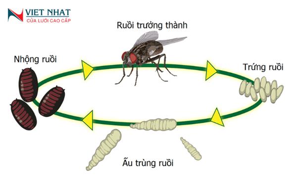 Tuổi Thọ Của Ruồi: Khám Phá Sự Thật Thú Vị Về Cuộc Sống Của Loài Côn Trùng Nhỏ Bé